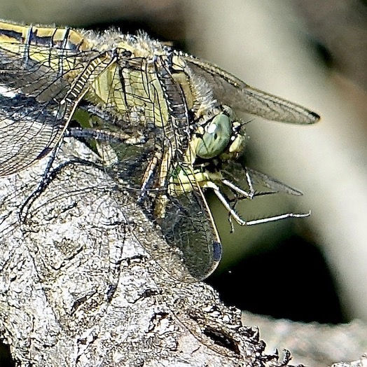 black-tailed skimmer